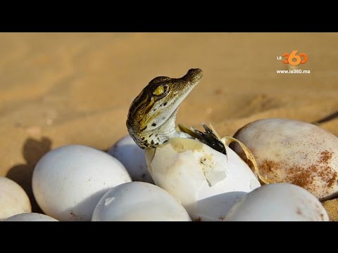 شاهد ميلاد أول تمساح في أغادير