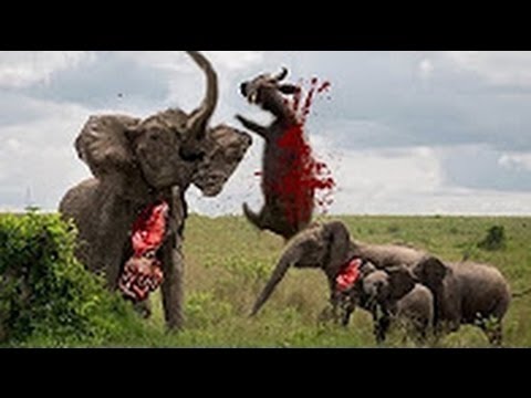 شاهد أقوى وأروع القتال والهجوم بين الحيوانات البرية