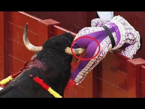 بالفيديو ثيران هائجة تهاجم عدد من الأشخاص