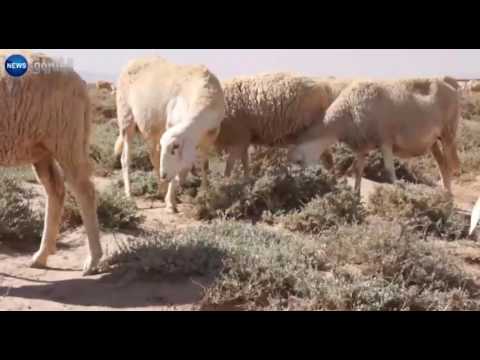 نزاعات بين عرشين في تيارت