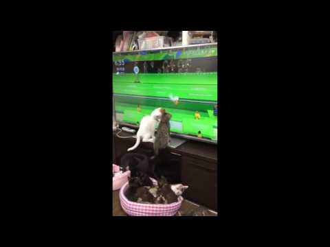 شاهد قطط صغيرة تشجع اللاعبين في ريو 2016