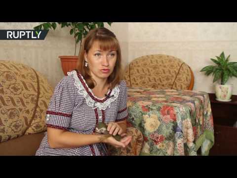 بالفيديو قطة تتبنى قرد تخلى عنه والداه