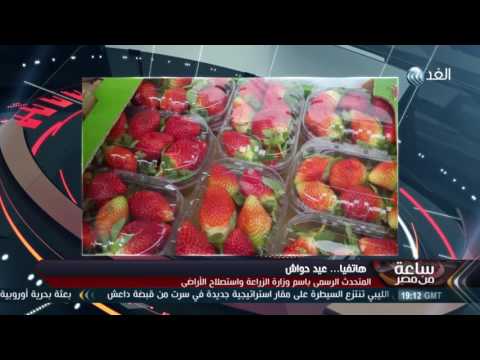 بالفيديو الزراعة تنفي إصابة شحنات الفراولة بفيروسات