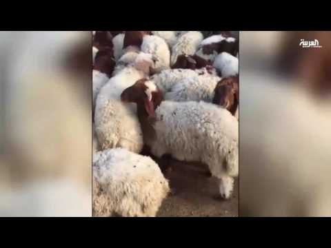 حجاج الجزائر يبدأون رحلاتهم إلى الأراضي المقدسة