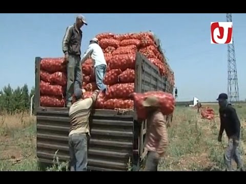 بالفيديو تصدير البصل المغربي إلى الأسواق الافريقية