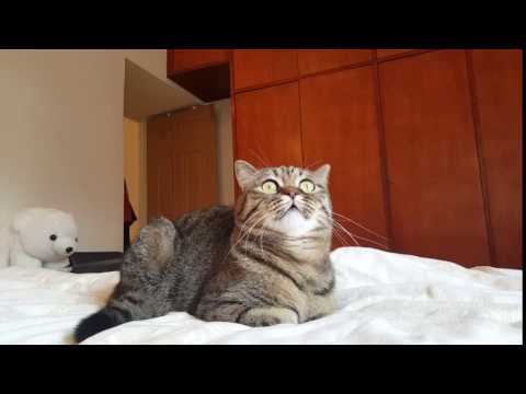 شاهد قط يعشق الموسيقى الكلاسيكية