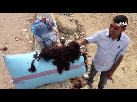 بالفيديو منع جني الطحالب البحرية في الجديدة يخلّف غضبًا عارمًا 