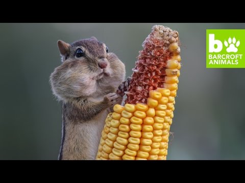 بالفيديو أطرف 20 مشهدًا من عالم الحيوان فى 2016