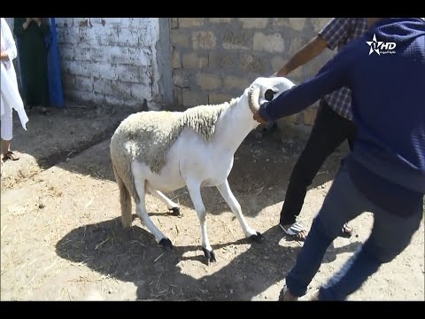 شاهد الاقبال على الضيعات الفلاحية
