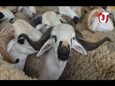 بالفيديو وزارة الأوقاف تعلن الإثنين أول أيام عيد الأضحى في المغرب