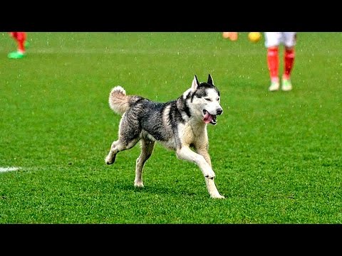 مواقف وطرائف الساحرة المستديرة