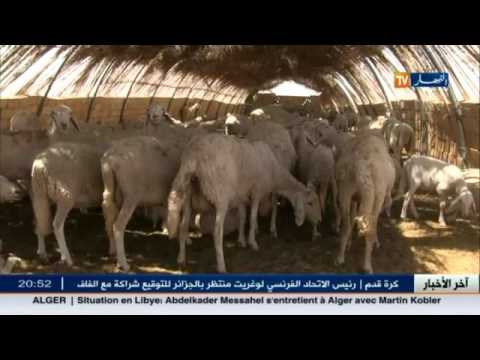 بالفيديو  السلطات تشرع في تطبيق تعليمة منع نقل المواشي