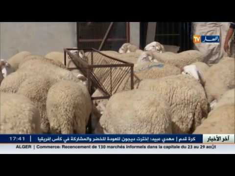 بالفيديو تسمين كباش العيد بطرق ملتوية