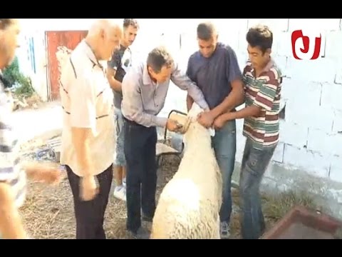 بالفيديو أجواء بيع أضاحي العيد في طنجة وجهة الشمال