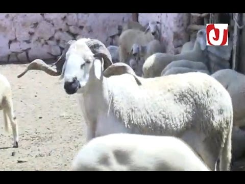أجواء بيع أضاحي العيد في بنسليمان واثنين شتوكة