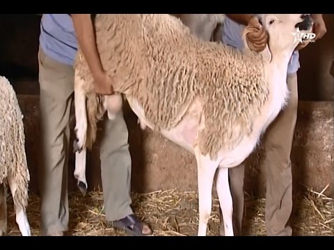 بالفيديو اقبال متزايد على اقتناء أضاحي العيد