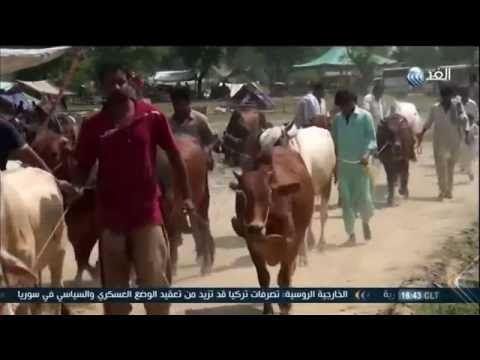 شاهد فيروس الكونغو يصيب الماشية