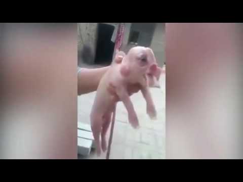 شاهد خنزير له وجه يشبه الإنسان