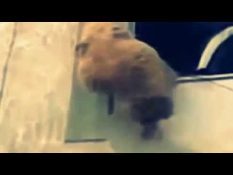 بالفيديو خروف يحاول الهروب من شرفة منزل فيعلق بأسلاك الكهرباء