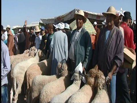 شاهد أجواء اقتناء أضاحي العيد