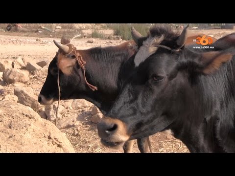 بالفيديو لهذا يفضل بعض المغاربة التضحية بالبقر بدلًا من الكبش