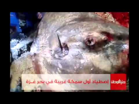 صيادون يصطادون سمكة غريبة في بحر غزة