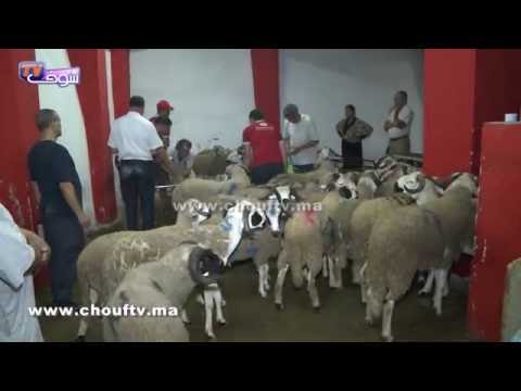 شاهد أراء المغاربة عن قضاء العيد والذبح