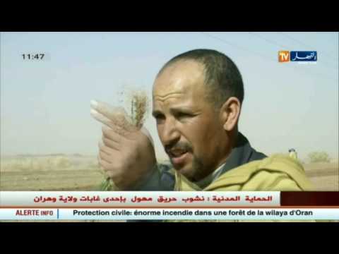 شاهد أخر أخبار الجزائر الخميس