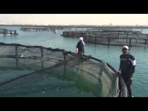 طبيعة عمل مزارع الاستزراع السمكي في دبي