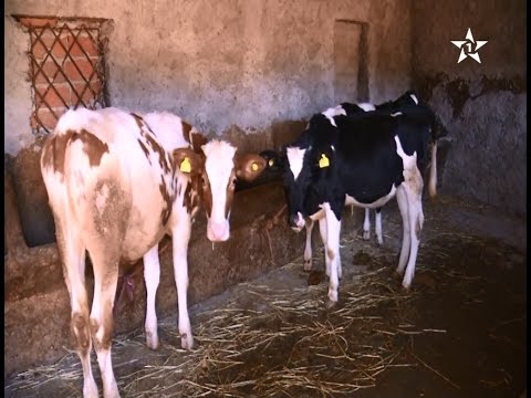 بالفيديو مرض غريب يصيب الأبقار ويتسبّب فى نفوقها