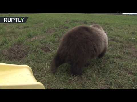 شاهد دُبّ صغير يعشق الطائرات ويحب التحليق