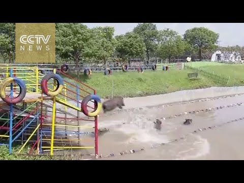 بالفيديو مزرعة صينية تدشّن مسابقة جري وسباحة للخنازير