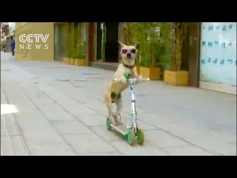 كلب يمتلك مهارات لاعب سيرك محترف