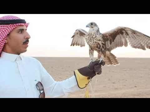 شاهد انطلاق موسم صيد الصقور في شمال السعودية