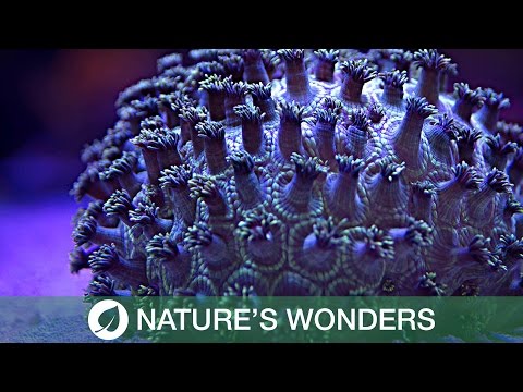 بالفيديو  جمال الشعاب المرجانية في التصوير السريع