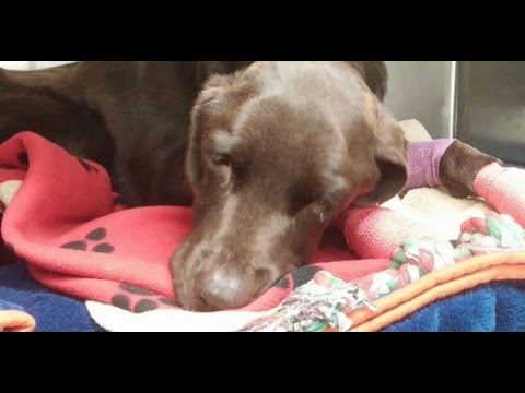 أميركية عمرها 101 عام ولازالت تشجع فريقها