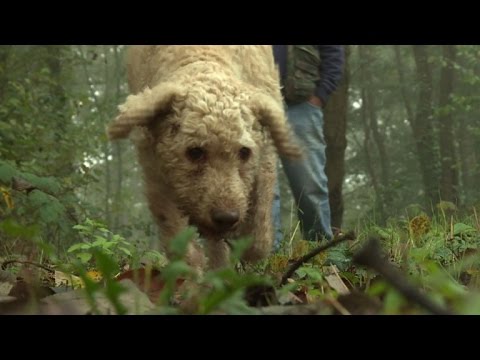 شاهد إيطاليا تسعى إلى إدراج زراعة الكمأ على قائمة تراث اليونسكو