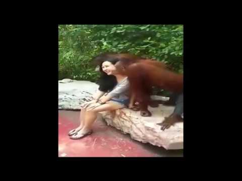 بالفيديو سيلفى القرود يشعل مواقع التواصل الاجتماعي