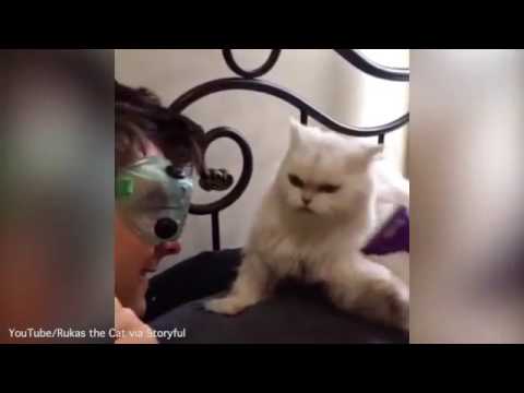 بالفيديو قطة تجبر صاحبها على ارتداء نظارات شخصية للحماية