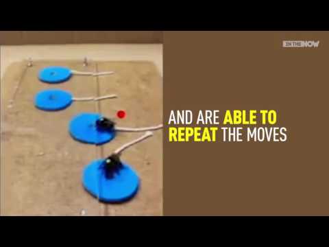 بالفيديو دليل جديد يوضّح أن النحل يعتبر أكثر ذكاءً مما نتوقّع