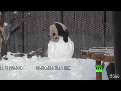 شاهد باندا تهدم رجل ثلج صنعه موظفو الحديقة لتسليتها