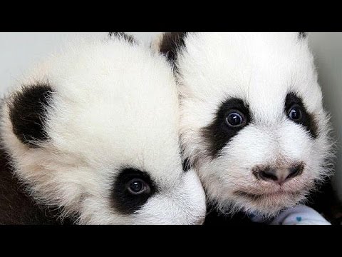 بالفيديو البحث عن إسمين لتوأم الباندا العملاق في الصين
