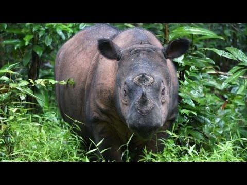 إنقاذ أصغر حيوانات وحيد القرن في العالم