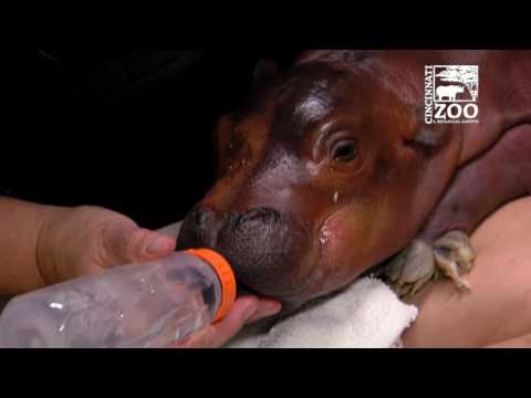 عناية من نوع خاص لأنثى فرس نهر مبتسرة