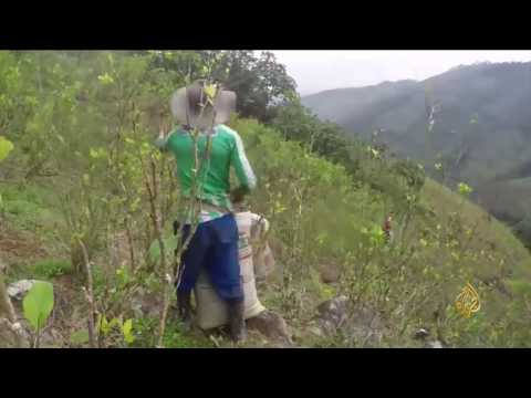 كولومبيا تستعد لحظر زراعة الكوكا