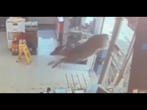 بالفيديو  3 غزلان تقتحم سوبر ماركت