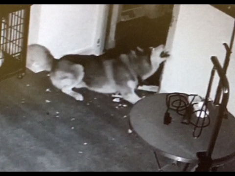 بالفيديو كلب يهرب من قفصه مع أصدقائه في المنزل 