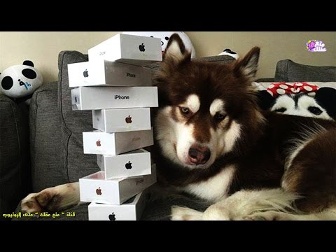 بالفيديو 10 حيوانات مدلّلة تتمتّع برفاهية مطلقة 