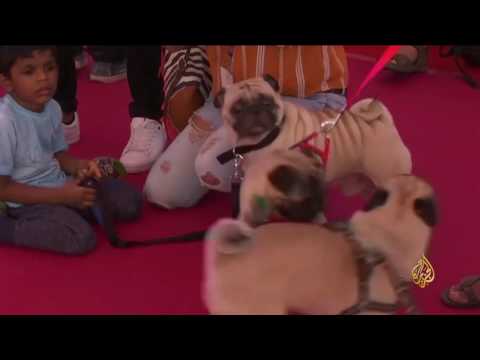 بالفيديو حفل زواج جماعي لحيوانات أليفة بالهند