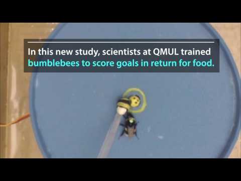 شاهد الدبابير تتعلم لعب كرة القدم وإحراز الأهداف